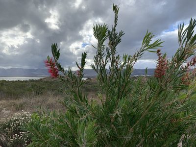 Melaleuca viminalis, photographed by Dave Richardson