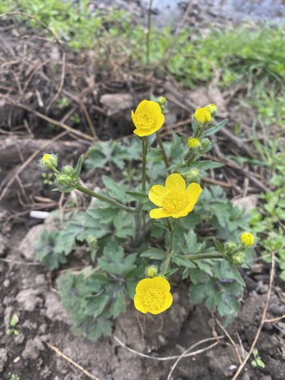 Ranunculus constantinopolitanus, photographed by Илья Руденко