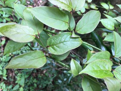 Sabia transarisanensis, photographed by 何小花
