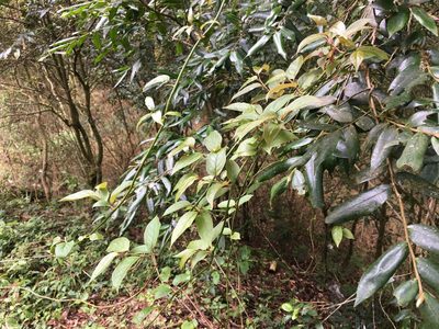 Sabia transarisanensis, photographed by 何小花