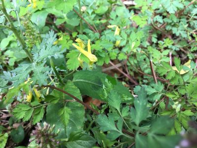 Corydalis pallida, photographed by 何小花