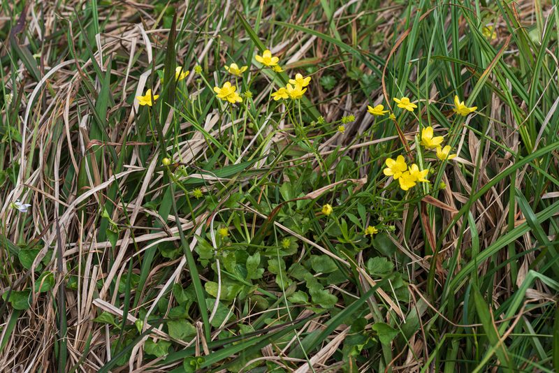 Ranunculus ternatus, photographed by 國立臺灣博物館