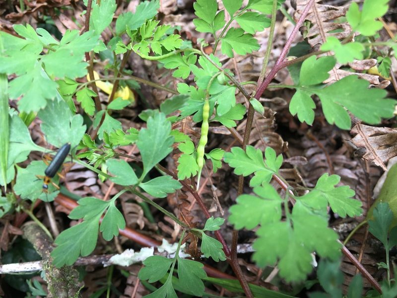 Corydalis pallida, photographed by 何小花