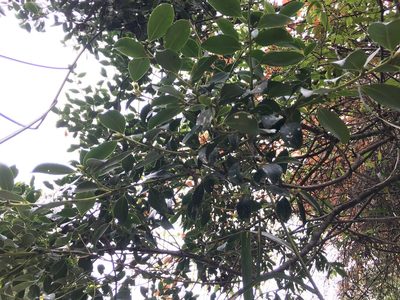 Symplocos setchuensis, photographed by 何小花