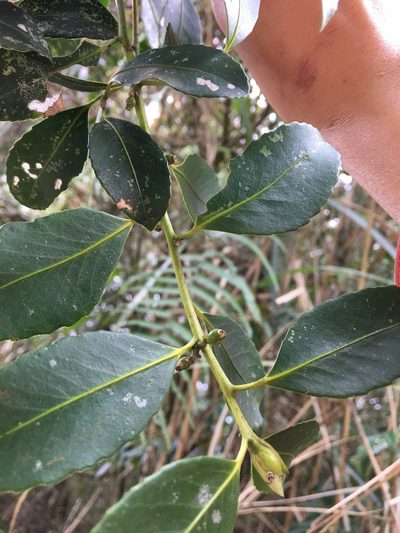 Symplocos setchuensis, photographed by 何小花