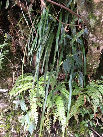 Haplopteris flexuosa, photographed by 何小花