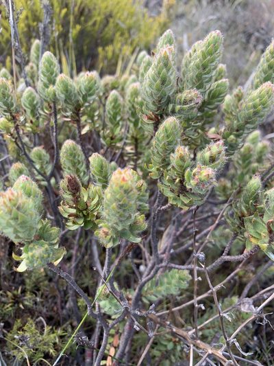 Gnidia ornata, photographed by Dave Richardson