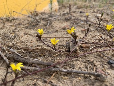 Monopsis lutea, photographed by Dave Richardson