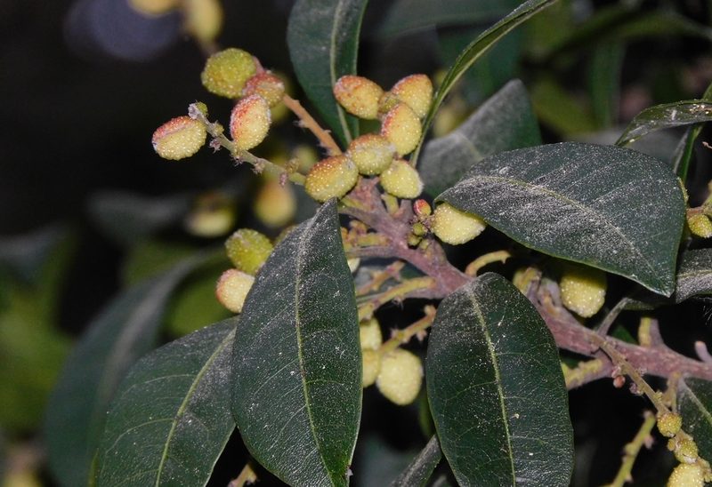 Myrica esculenta, photographed by Jagdish Singh Negi