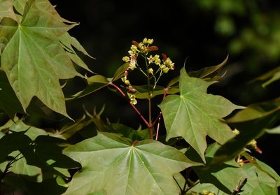 Acer cappadocicum, photographed by Jagdish Singh Negi