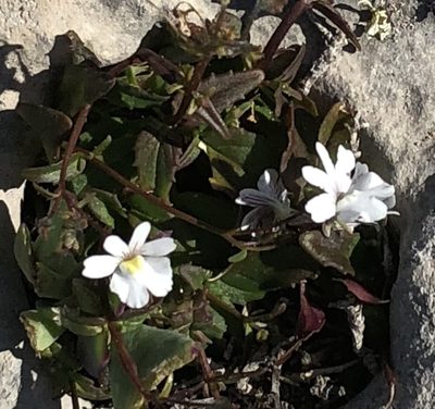 Nemesia lucida, photographed by Dave U