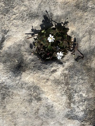 Nemesia lucida, photographed by Dave U