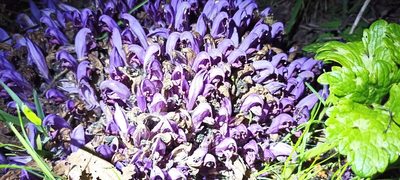 Lathraea clandestina, photographed by Samuel GUIRAUDOU
