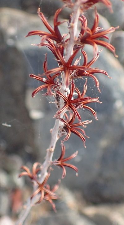 Adromischus cooperi, photographed by Nicola van Berkel