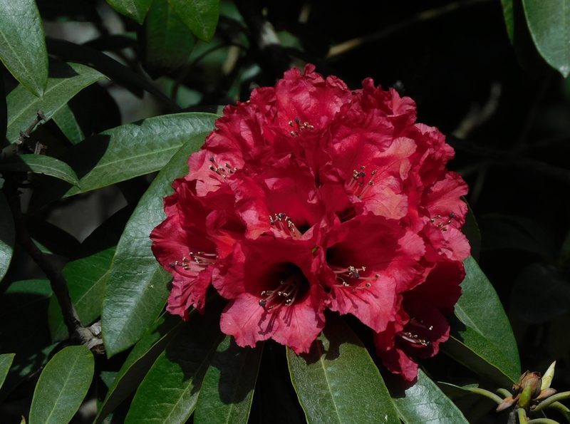 Rhododendron arboreum, photographed by Jagdish Singh Negi
