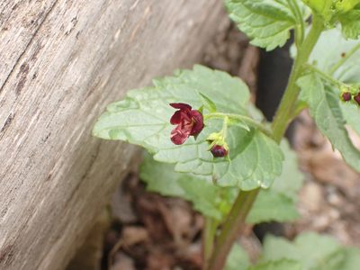Scrophularia peregrina, photographed by John Lyden