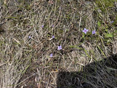 Houstonia pusilla, photographed by Brandon Corder