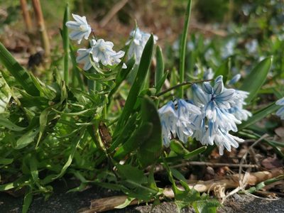Puschkinia scilloides, photographed by Alexis Tinker-Tsavalas