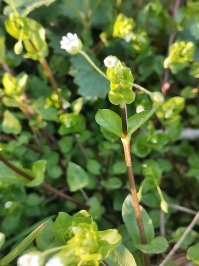 Stellaria neglecta, photographed by Ljaž