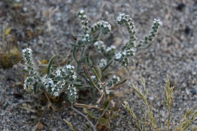 Johnstonella angustifolia, photographed by Mike Ostrowski