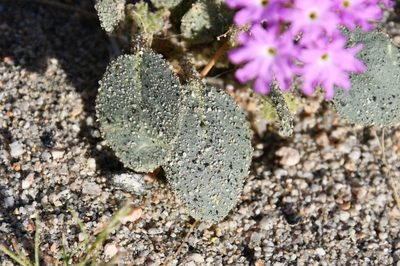 Abronia villosa, photographed by Mike Ostrowski