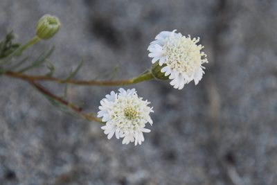 Chaenactis fremontii