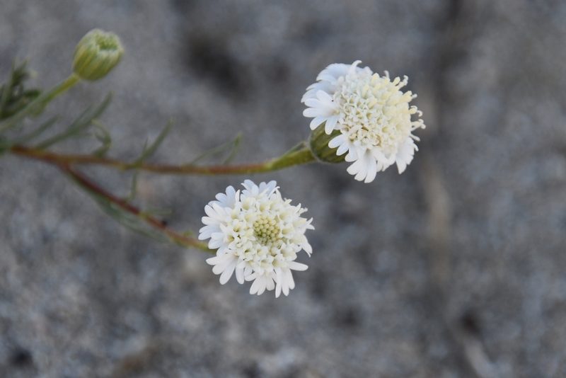 Chaenactis fremontii, photographed by Mike Ostrowski