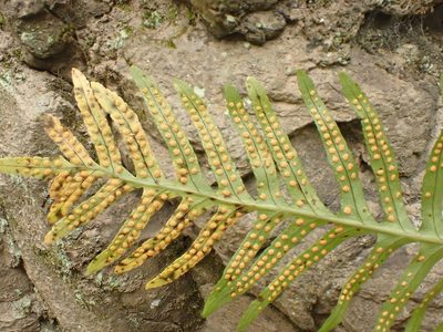 Polypodium cambricum, photographed by John Lyden