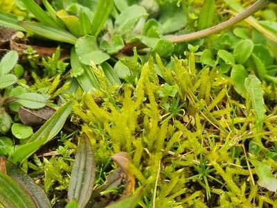 Brachythecium albicans, photographed by Collège Berthelot