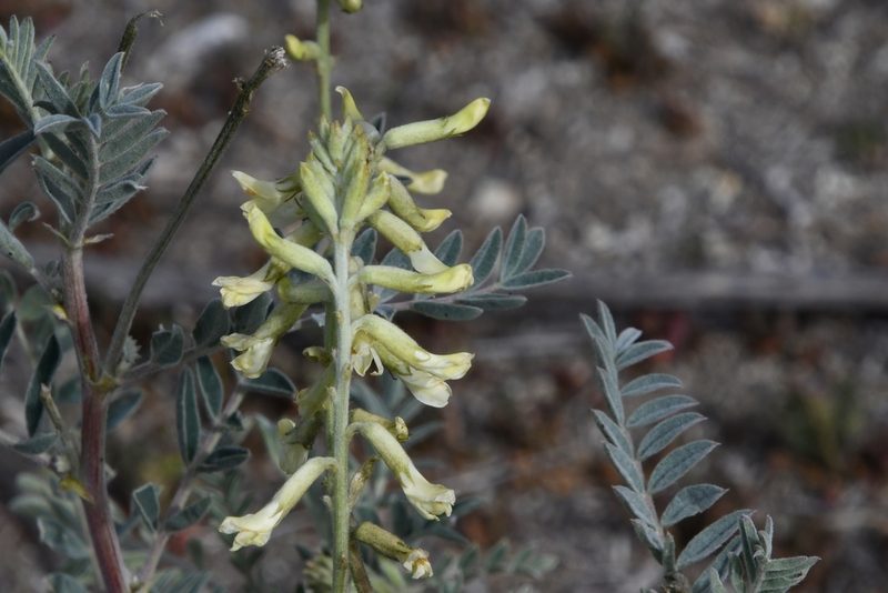 Astragalus oxyphysus, photographed by Mike Ostrowski