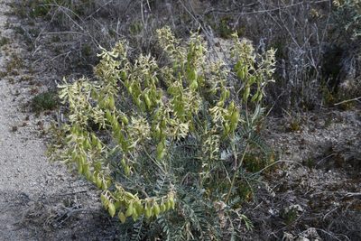 Astragalus oxyphysus, photographed by Mike Ostrowski