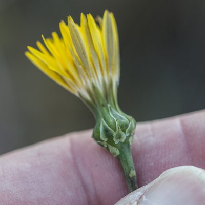 Reichardia picroides, photographed by Tim Johnson