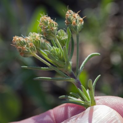Plantago afra, photographed by Tim Johnson