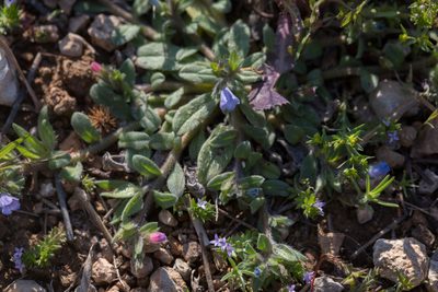 Echium parviflorum, photographed by Tim Johnson