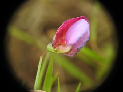 Lathyrus clymenum, photographed by Yves Bas