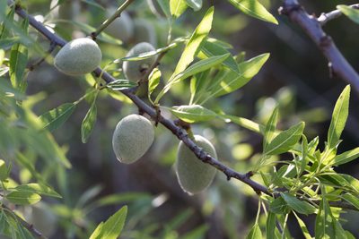 Prunus amygdalus, photographed by Tim Johnson