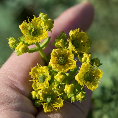 Ruta chalepensis, photographed by Tim Johnson