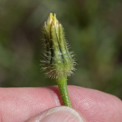 Urospermum picroides, photographed by Tim Johnson