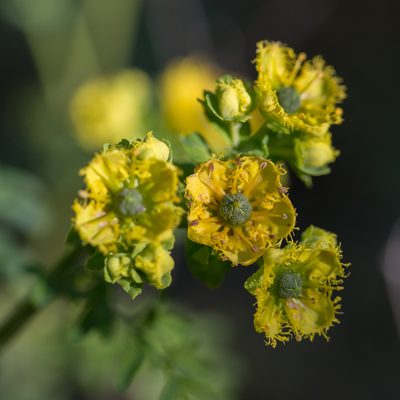 Ruta chalepensis, photographed by Tim Johnson