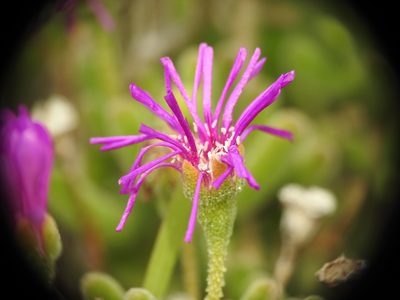 Drosanthemum floribundum, photographed by Yves Bas
