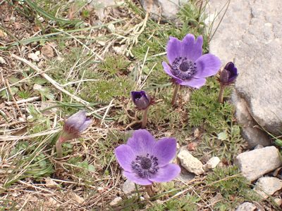 Anemone coronaria, photographed by John Lyden