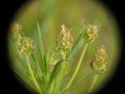 Plantago afra, photographed by Yves Bas