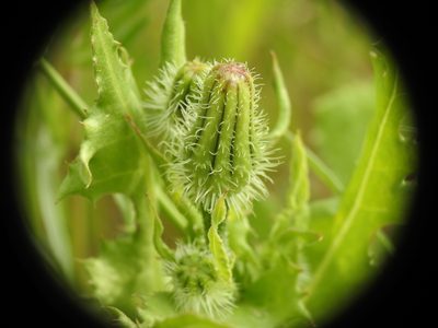 Urospermum picroides, photographed by Yves Bas