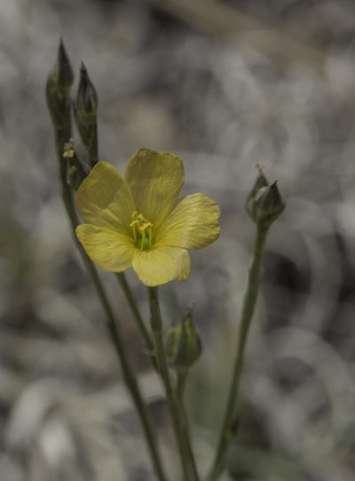 Linum australe, photographed by Craig Martin
