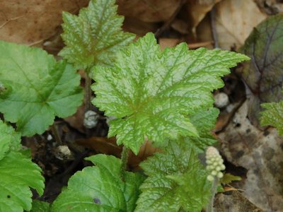 Tiarella austrina, photographed by Michael J. Papay