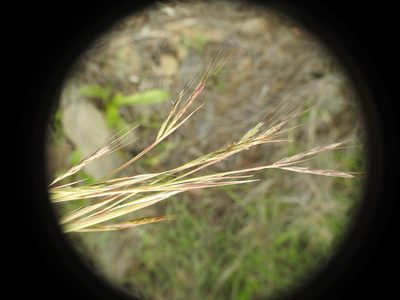 Hyparrhenia hirta, photographed by Yves Bas