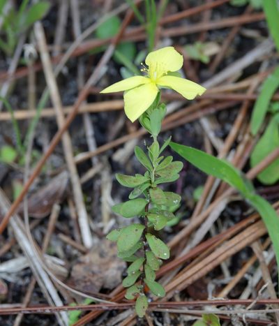 Hypericum suffruticosum, photographed by Lauren McLaurin