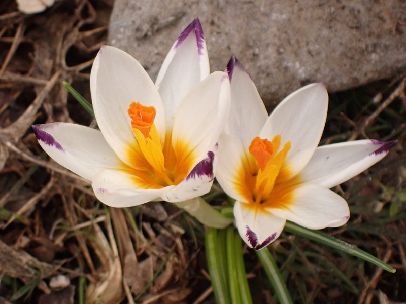 Crocus sieberi, photographed by John Lyden