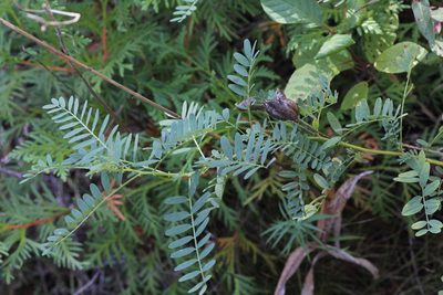 Astragalus neglectus, photographed by Erica Barkley