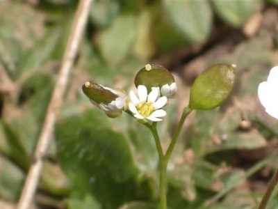 Draba praecox, photographed by John Lyden
